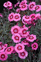 Star Single Peppermint Star Pinks (Dianthus 'Noreen') at Stonegate Gardens