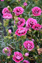 SuperTrouper Magenta and White Carnation (Dianthus caryophyllus 'SuperTrouper Magenta and White') at A Very Successful Garden Center