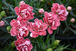 SuperTrouper Red and White Carnation (Dianthus caryophyllus 'SuperTrouper Red and White') at Lakeshore Garden Centres