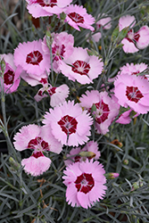Scent From Heaven Angel Of Peace Pinks (Dianthus 'Angel Of Peace') at Lakeshore Garden Centres