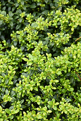 Soft Touch Japanese Holly (Ilex crenata 'Soft Touch') at A Very Successful Garden Center