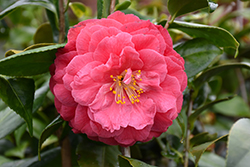 Mathotiana Rubra Camellia (Camellia japonica 'Mathotiana Rubra') at Stonegate Gardens