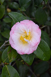 Dr. Tinsley Camellia (Camellia japonica 'Dr. Tinsley') at Lakeshore Garden Centres