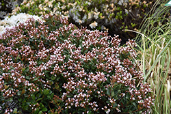Pink Lady Indian Hawthorn (Rhaphiolepis indica 'Pink Lady') at A Very Successful Garden Center