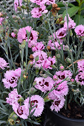 Early Bird Fizzy Pinks (Dianthus 'Wp08 Ver03') at Lakeshore Garden Centres
