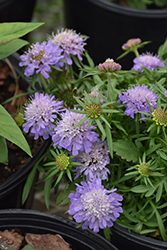 Ritz Blue Pincushion Flower (Scabiosa japonica 'Ritz Blue') at A Very Successful Garden Center