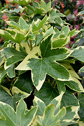 Bush Ivy (Fatshedera x lizei 'Angyo Star') at A Very Successful Garden Center