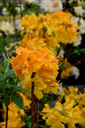 Klondyke Azalea (Rhododendron 'Klondyke') at A Very Successful Garden Center
