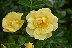 Sunrosa Yellow Rose (Rosa 'ZARSBSUN') at Lakeshore Garden Centres