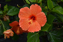 Mandarin Wind Hibiscus (Hibiscus rosa-sinensis 'Mandarin Wind') at A Very Successful Garden Center