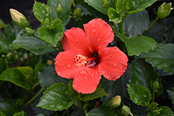 Flaming Wind Hibiscus (Hibiscus rosa-sinensis 'Flaming Wind') at A Very Successful Garden Center