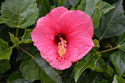 Tradewinds Tortuga Wind Hibiscus (Hibiscus rosa-sinensis 'Tortuga Wind') at Lakeshore Garden Centres