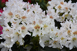 Cunningham's White Rhododendron (Rhododendron 'Cunningham's White') at Lakeshore Garden Centres