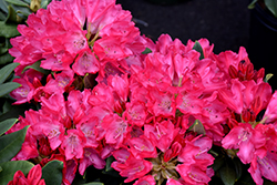 Sneezy Rhododendron (Rhododendron 'Sneezy') at A Very Successful Garden Center