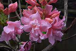 Sunset Pink Azalea (Rhododendron 'Sunset Pink') at A Very Successful Garden Center