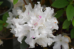 Encore Autumn Lily Azalea (Rhododendron 'Roblex') at A Very Successful Garden Center