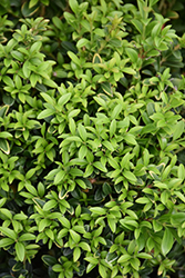 Grace Hendrick Phillips Boxwood (Buxus microphylla 'Grace Hendrick Phillips') at Lakeshore Garden Centres