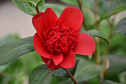Professor Sargent Camellia (Camellia japonica 'Professor Sargent') at A Very Successful Garden Center