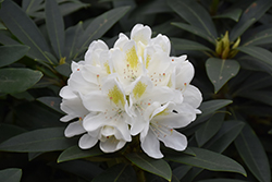 Chionoides Rhododendron (Rhododendron catawbiense 'Chionoides') at Lakeshore Garden Centres