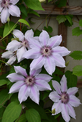 Nelly Moser Clematis (Clematis 'Nelly Moser') at Lakeshore Garden Centres
