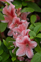 Ben Morrison Azalea (Rhododendron 'Ben Morrison') at A Very Successful Garden Center
