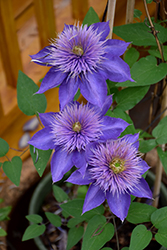 Multi Blue Clematis (Clematis 'Multi Blue') at A Very Successful Garden Center
