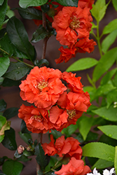 Double Take Orange Flowering Quince (Chaenomeles speciosa 'Orange Storm') at Lakeshore Garden Centres