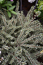 Variegated Cotoneaster (Cotoneaster horizontalis 'Variegatus') at A Very Successful Garden Center