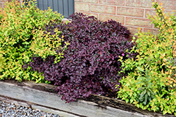 Purple Pixie Fringeflower (Loropetalum chinense 'Peack') at A Very Successful Garden Center