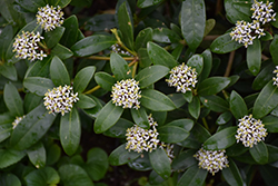Japanese Skimmia (Skimmia japonica) at A Very Successful Garden Center