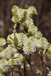 Mt. Airy Fothergilla (Fothergilla major 'Mt. Airy') at Stonegate Gardens