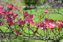 Royal Red Flowering Dogwood (Cornus florida 'Royal Red') at Stonegate Gardens