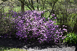 Compact Korean Azalea (Rhododendron yedoense 'Poukhanense Compacta') at A Very Successful Garden Center