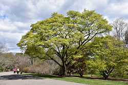 Painted Maple (Acer truncatum 'var. mono') at Stonegate Gardens