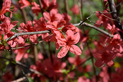 Kaempfer Azalea (Rhododendron kaempferi) at A Very Successful Garden Center
