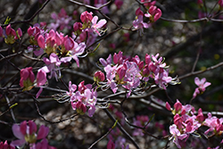 Pinkshell Azalea (Rhododendron vaseyi) at A Very Successful Garden Center