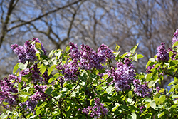 K.A. Timiryazev Lilac (Syringa vulgaris 'K.A. Timiryazev') at A Very Successful Garden Center