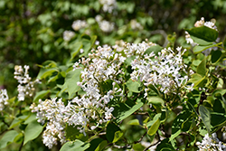 Frederick Law Olmsted Lilac (Syringa vulgaris 'Frederick Law Olmsted') at A Very Successful Garden Center