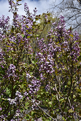 Early Lilac (Syringa oblata) at A Very Successful Garden Center