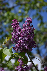 Royal Purple Lilac (Syringa x hyacinthiflora 'Royal Purple') at A Very Successful Garden Center