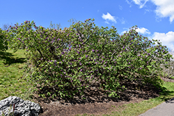 Excel Lilac (Syringa x hyacinthiflora 'Excel') at Lakeshore Garden Centres