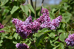 De Jussieu Lilac (Syringa vulgaris 'De Jussieu') at Lakeshore Garden Centres