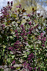 Night Lilac (Syringa vulgaris 'Night') at A Very Successful Garden Center