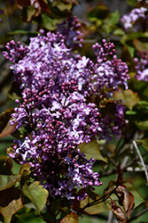 Early Lilac (Syringa oblata 'var. dilatata') at Stonegate Gardens