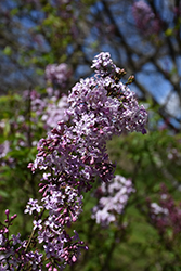 Lilac Sunday Lilac (Syringa x chinensis 'Lilac Sunday') at A Very Successful Garden Center