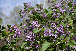 Nokomis Lilac (Syringa x hyacinthiflora 'Nokomis') at Stonegate Gardens