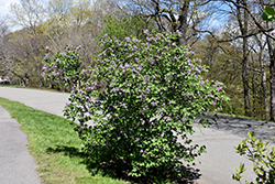Nokomis Lilac (Syringa x hyacinthiflora 'Nokomis') at A Very Successful Garden Center