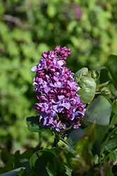 President Poincare Lilac (Syringa vulgaris 'President Poincare') at Stonegate Gardens