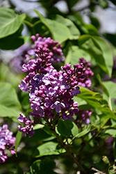 Humphrey Lilac (Syringa vulgaris 'Humphrey') at A Very Successful Garden Center