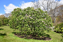 Necker Lilac (Syringa x hyacinthiflora 'Necker') at A Very Successful Garden Center
